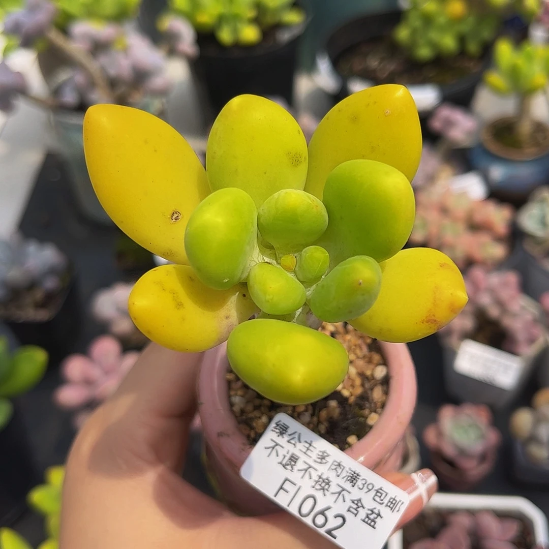 062金蟾芒果奶。 7里面