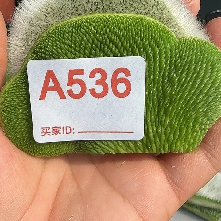 军***军无花朵青蛇缀头➕九尾狐缀536