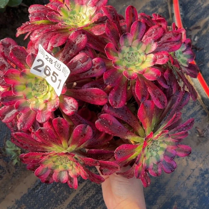 2651南舞天姬多肉植物