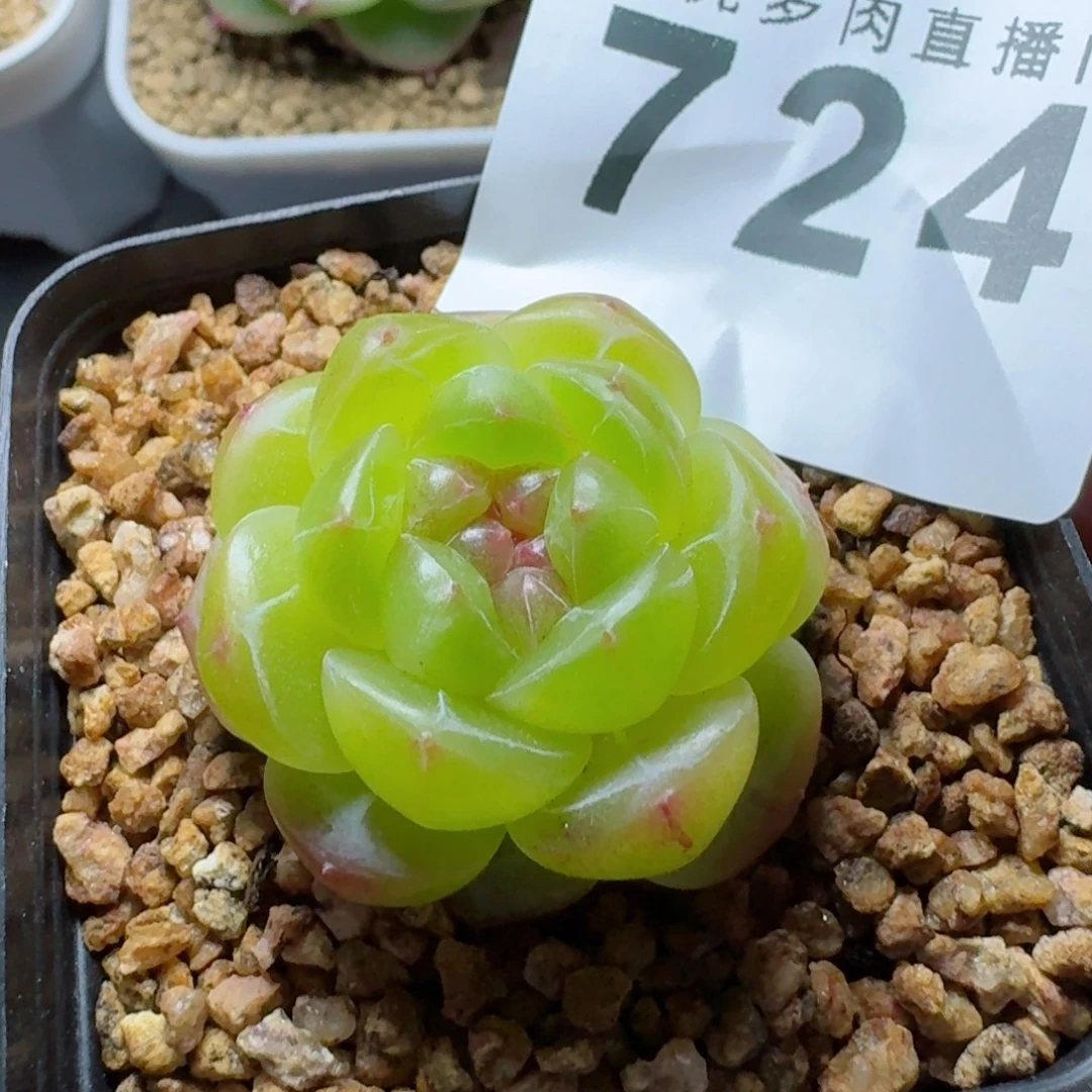 拿铁奶沫      愿你一路坦途，乘风破浪展宏图