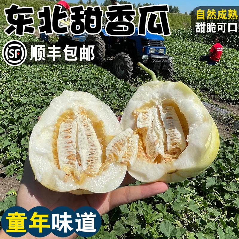 【顺丰】东北甜香瓜新鲜特产水果当季头茬农家现摘小香瓜京蜜甜瓜