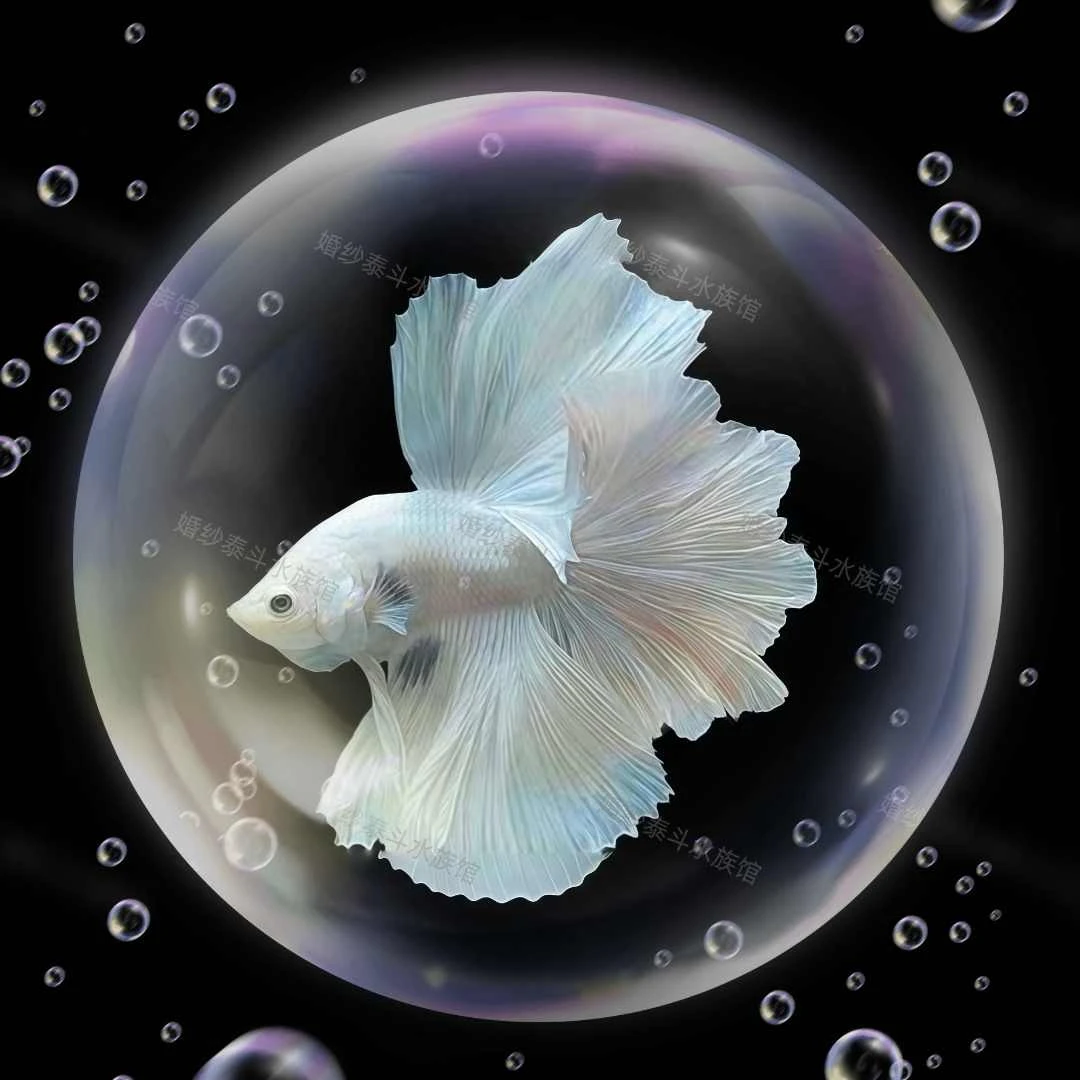 A7（145-168）精选泰国斗鱼小型桌面观赏鱼水族宠物鱼-直播间选鱼