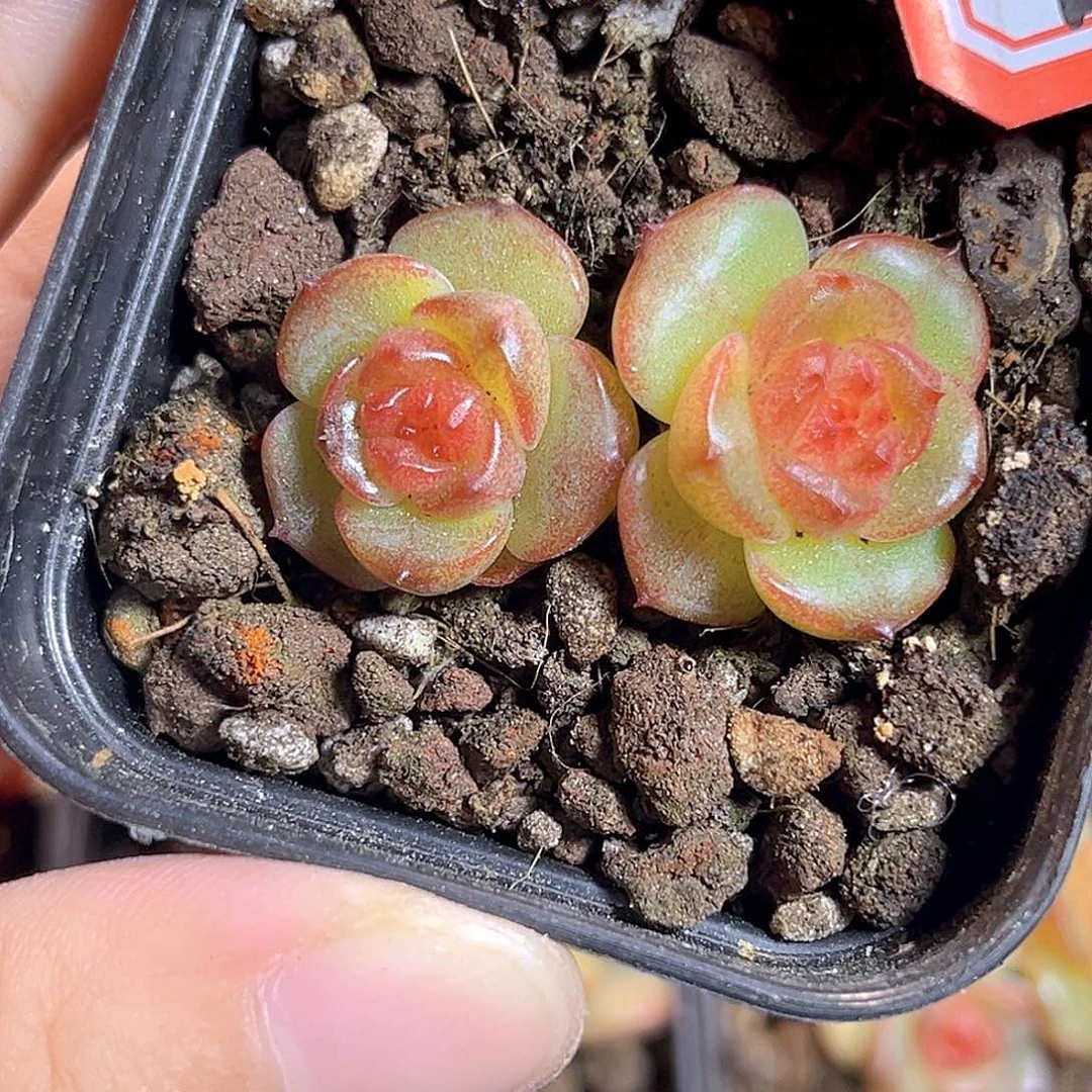 D882 一物一拍 香梨木 不包整