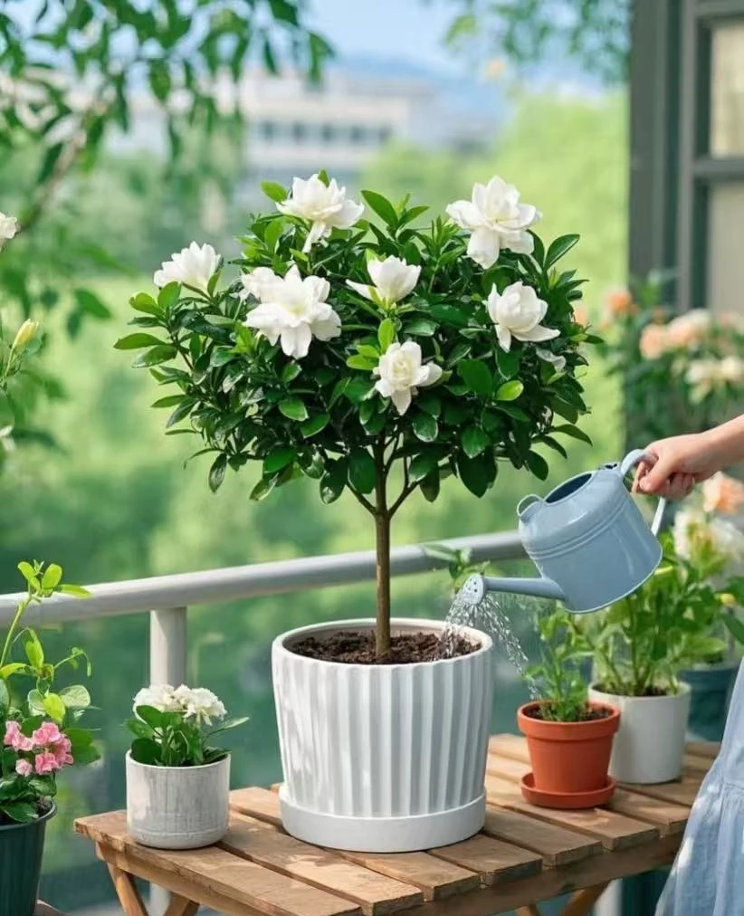 【满头花苞】栀子花浓香型多季节开花品种盆栽地栽室内室外都可以