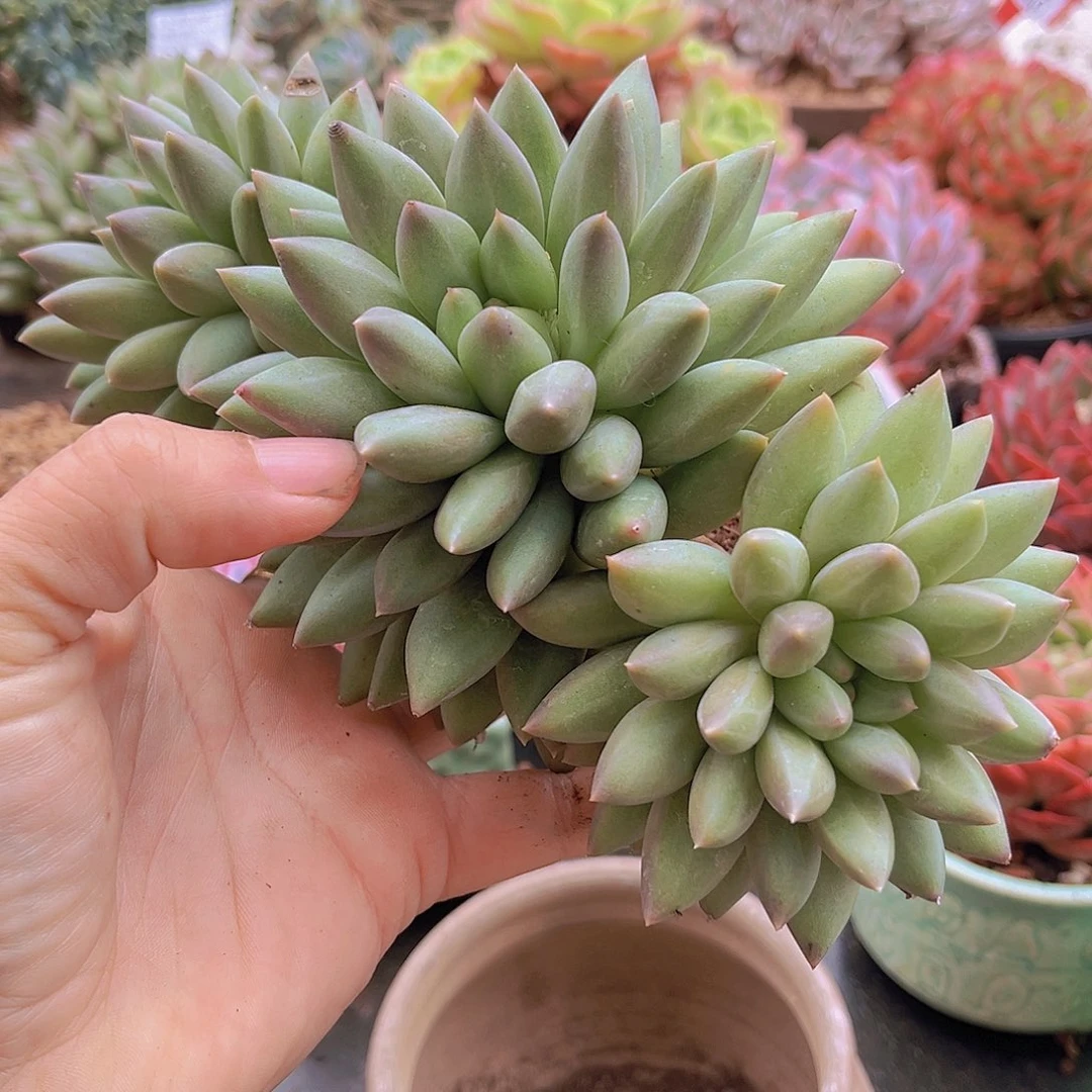 3709水晶球。
