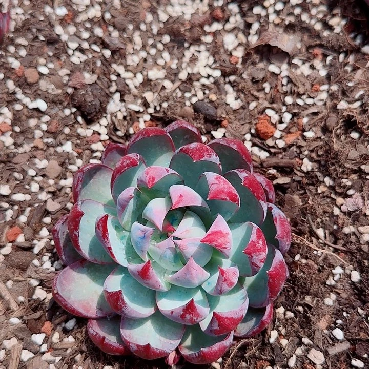 惊鸿仙子多肉植物