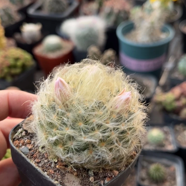 仙人球一物一拍实生