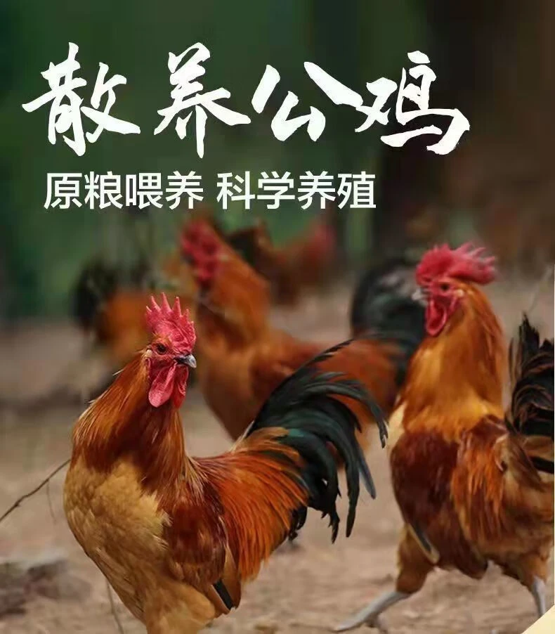 《东北土鸡》200天东北土鸡纯粮食喂养老客专属福利价格毛重7斤以上