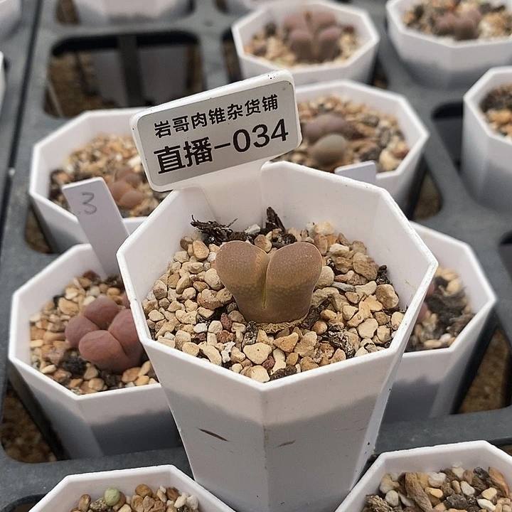 AP种源SE肯哈德风铃