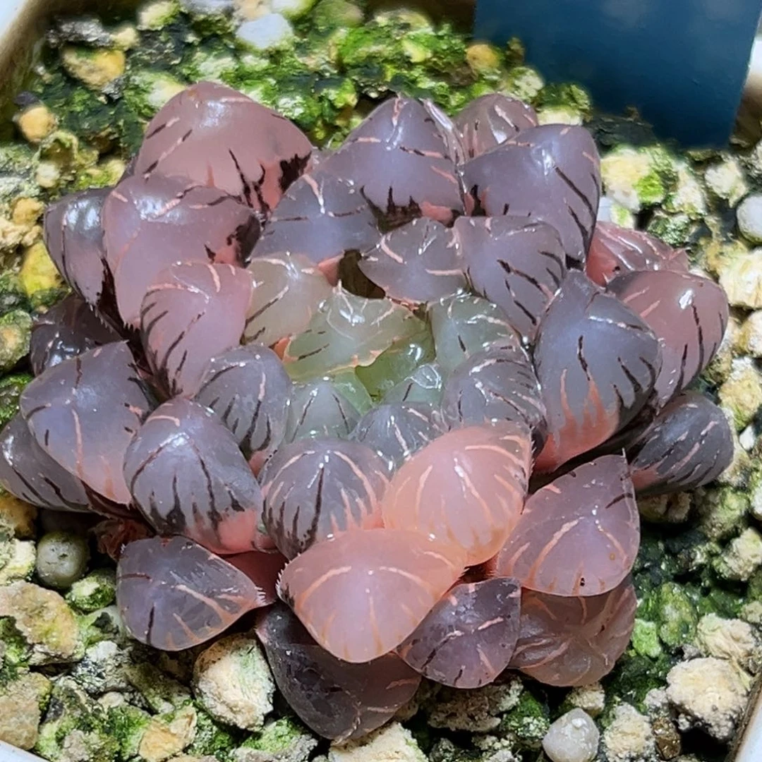 恭喜发财大吉大利0122