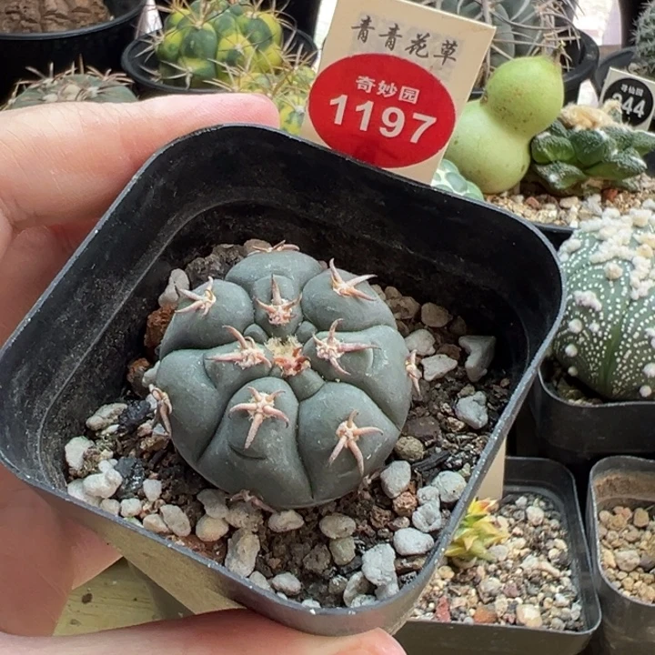 实生猫爪3.2cm一棵仙人球