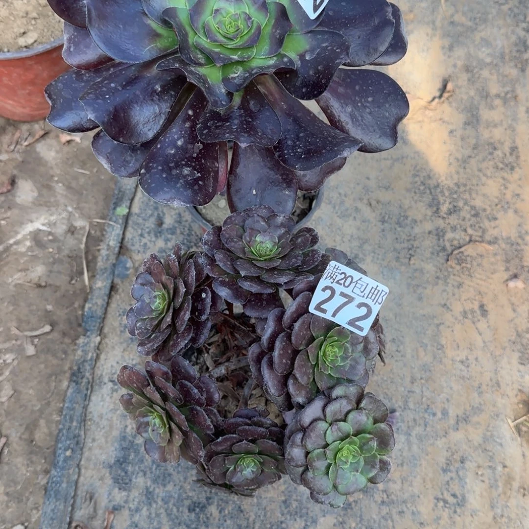 多肉271+272满20包邮断枝不包
