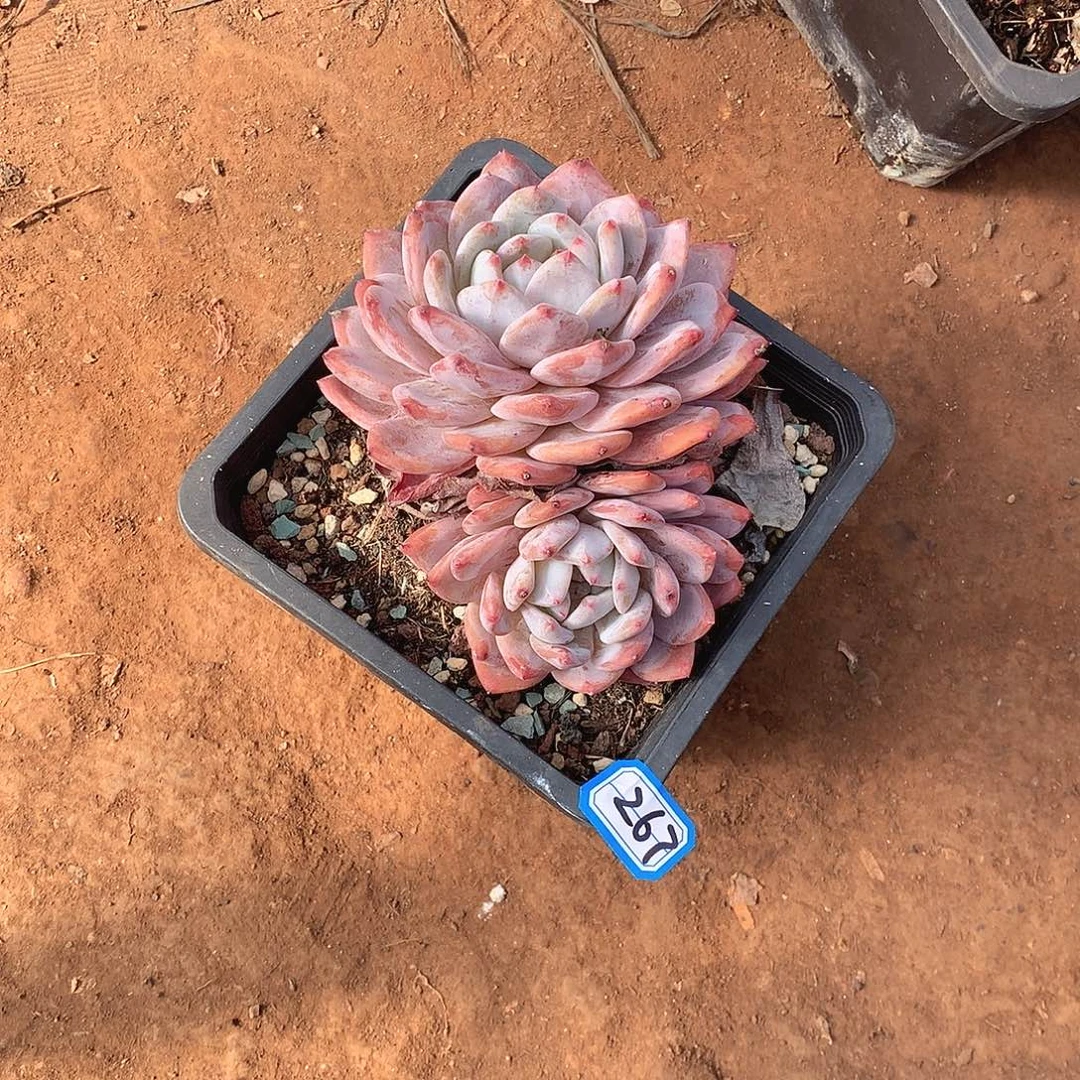 267橙子 一物一拍多肉