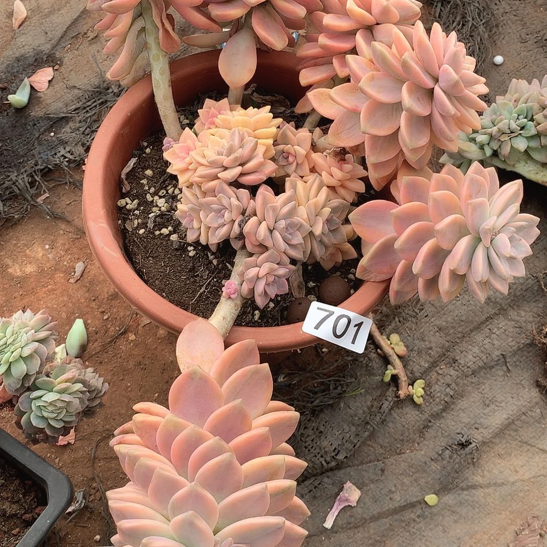 701淡雪锦 一物一拍多肉