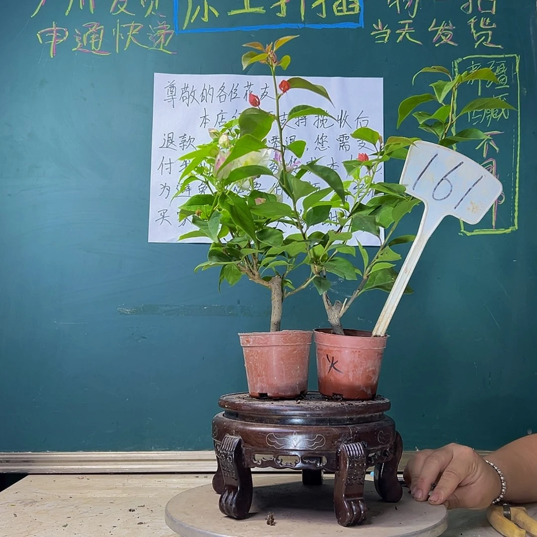 当前无花栽培后可以开花口红掌中宝 火焰掌中宝 161