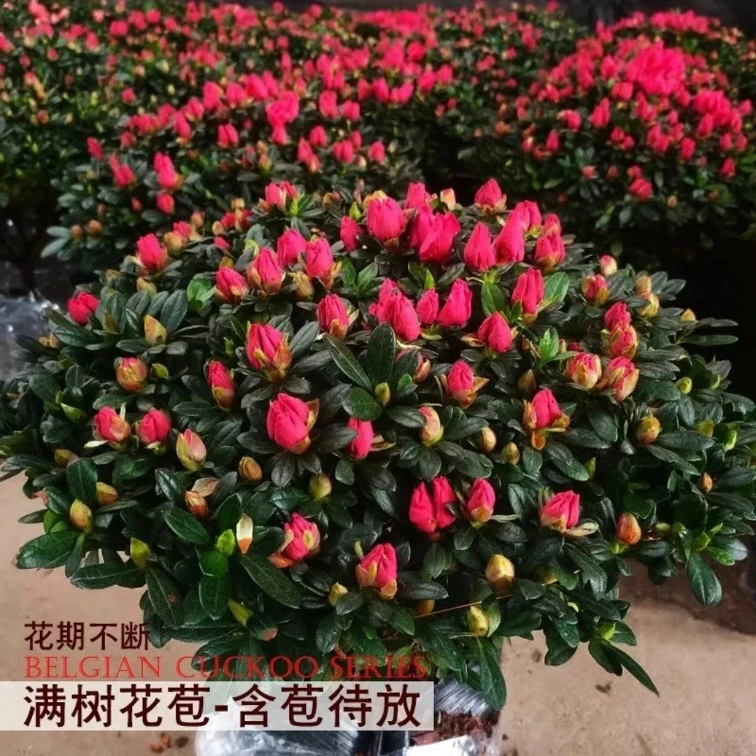 品种杜鹃花盆栽四季开花花期长室内外好养易活