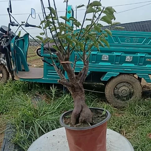相***缘无花朵梅花盆景原色发货