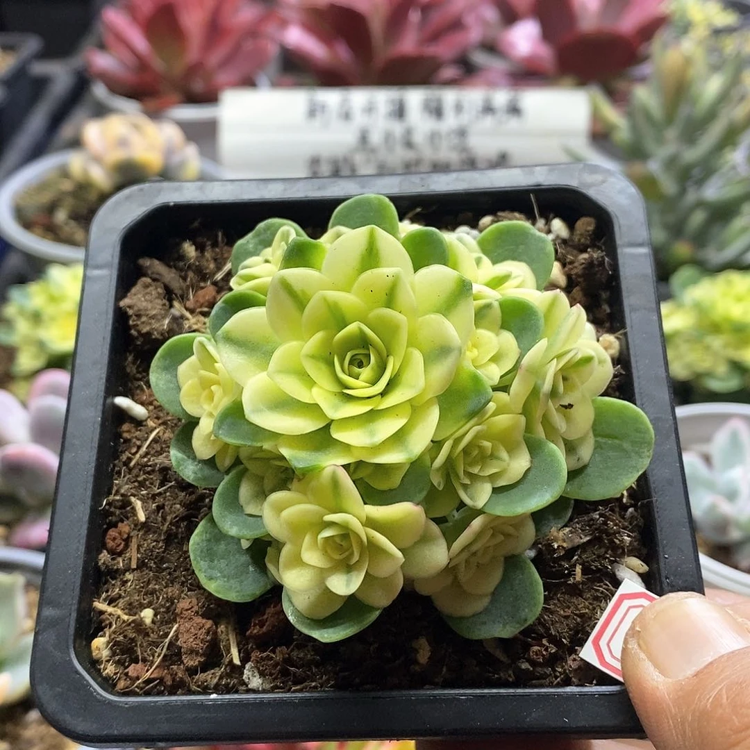 2557猫眼玫瑰腹轮锦多肉