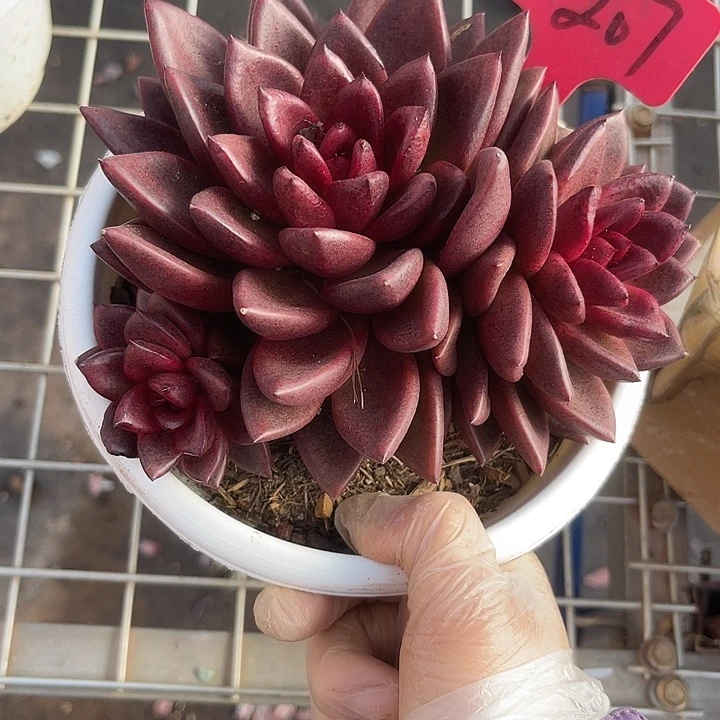 两单包邮，一物一拍207丰g