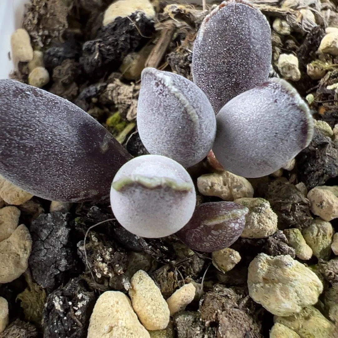 艺伎多头纯木质桩多肉植物