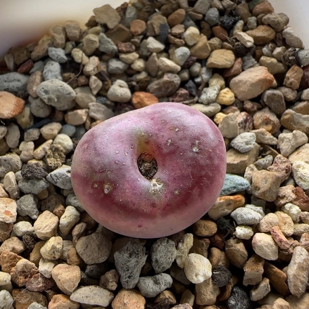 不****10-12-当天满38包邮特选杂交单头1.7cm脱土