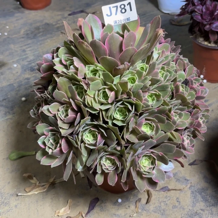 瑞妈多肉园艺。 781