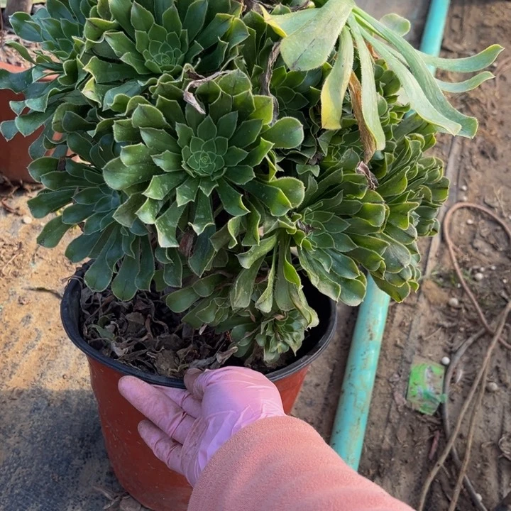 061原始绿多肉法师不包断枝