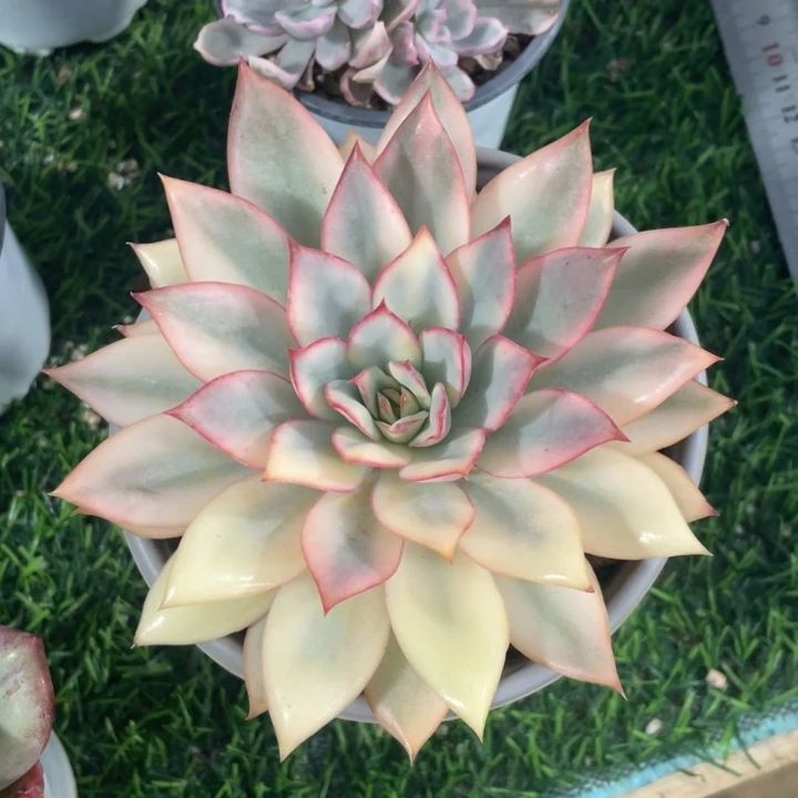 月光女神锦冠幅12 公分一物一拍