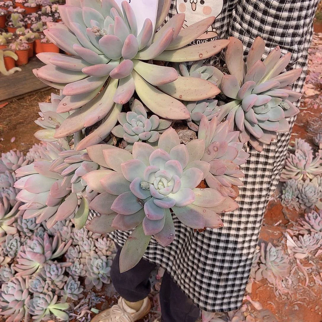 一物一拍多肉地载奥普505