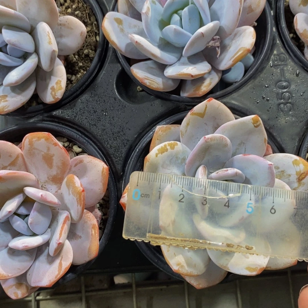 45-精品母本丸叶雪莲单头一个