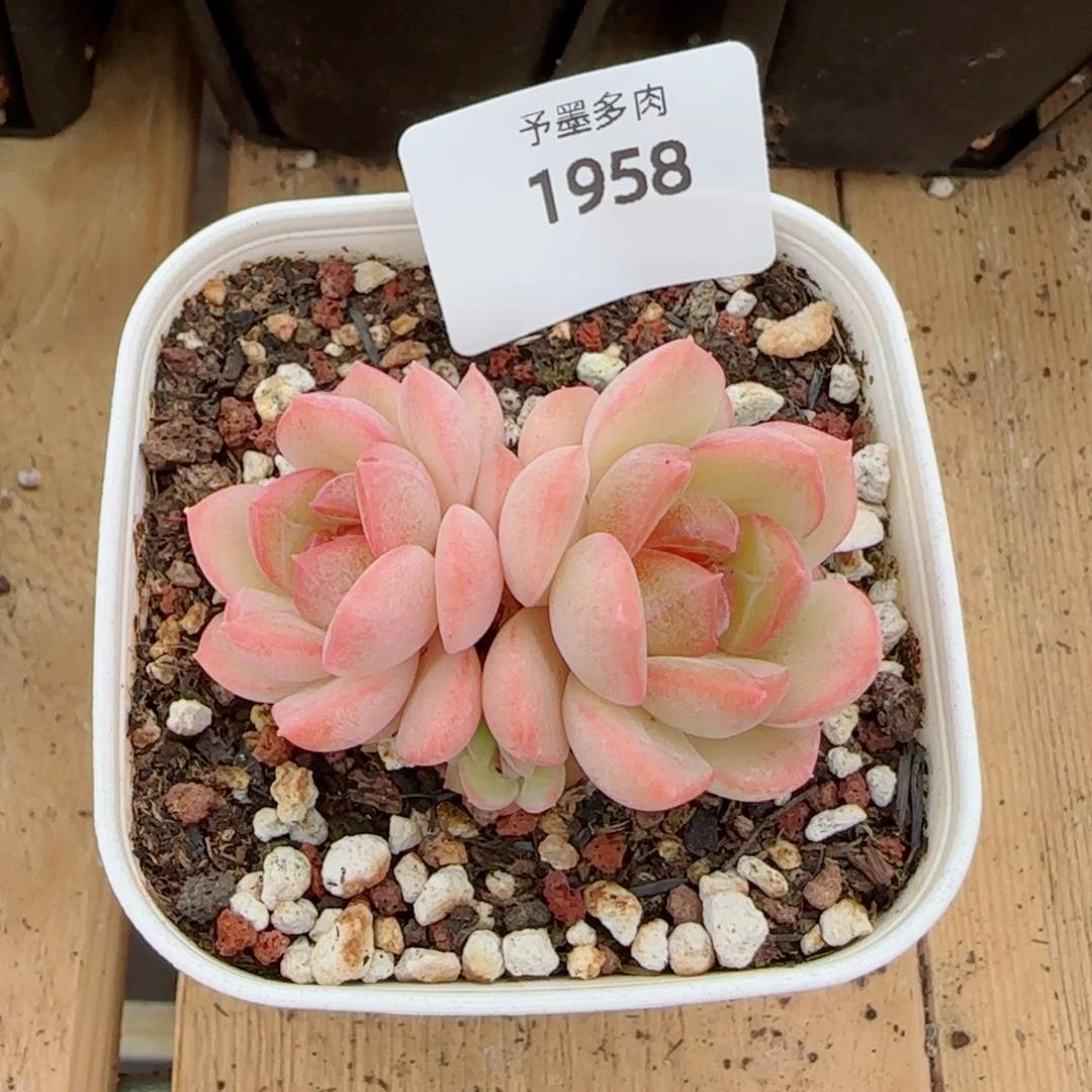 琴心，1958多肉植物