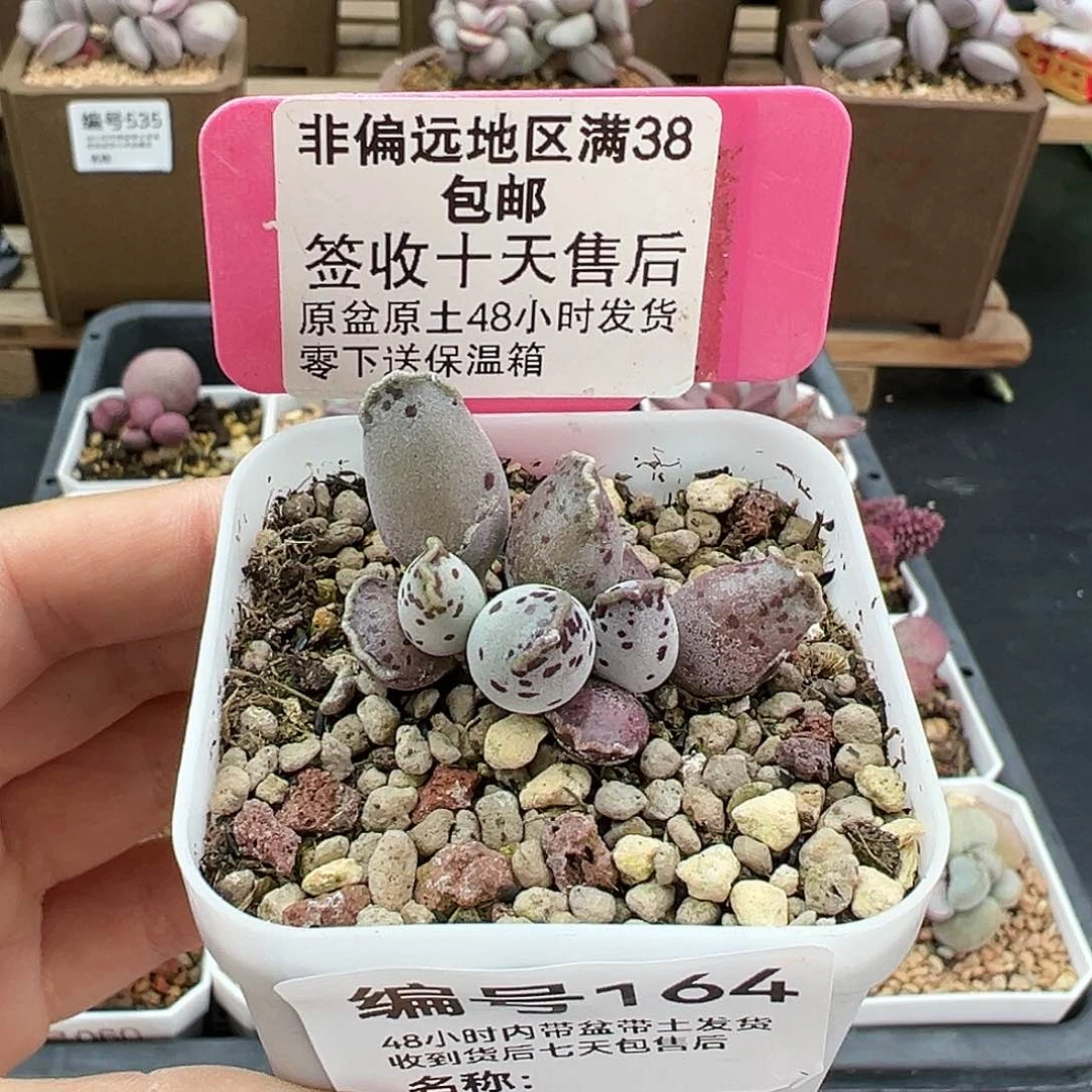 164粉海报多肉植物