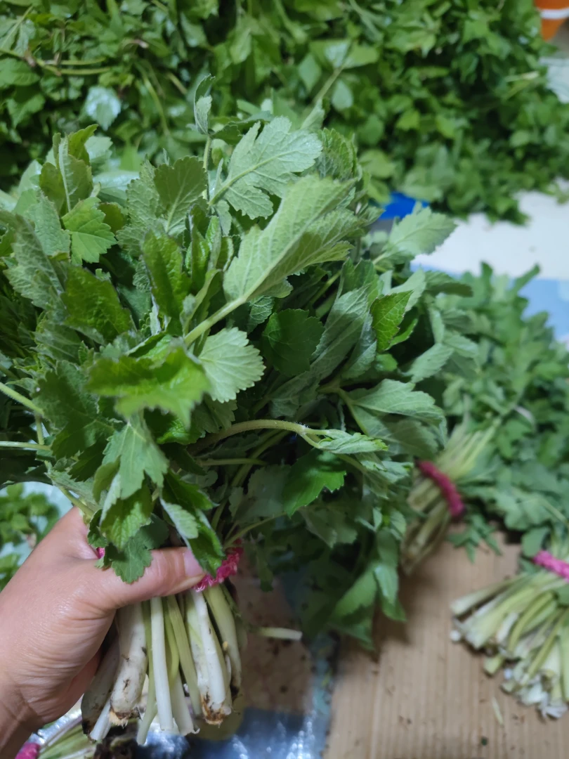 东北新鲜老山芹老长芹黑瞎子芹春季现采现发