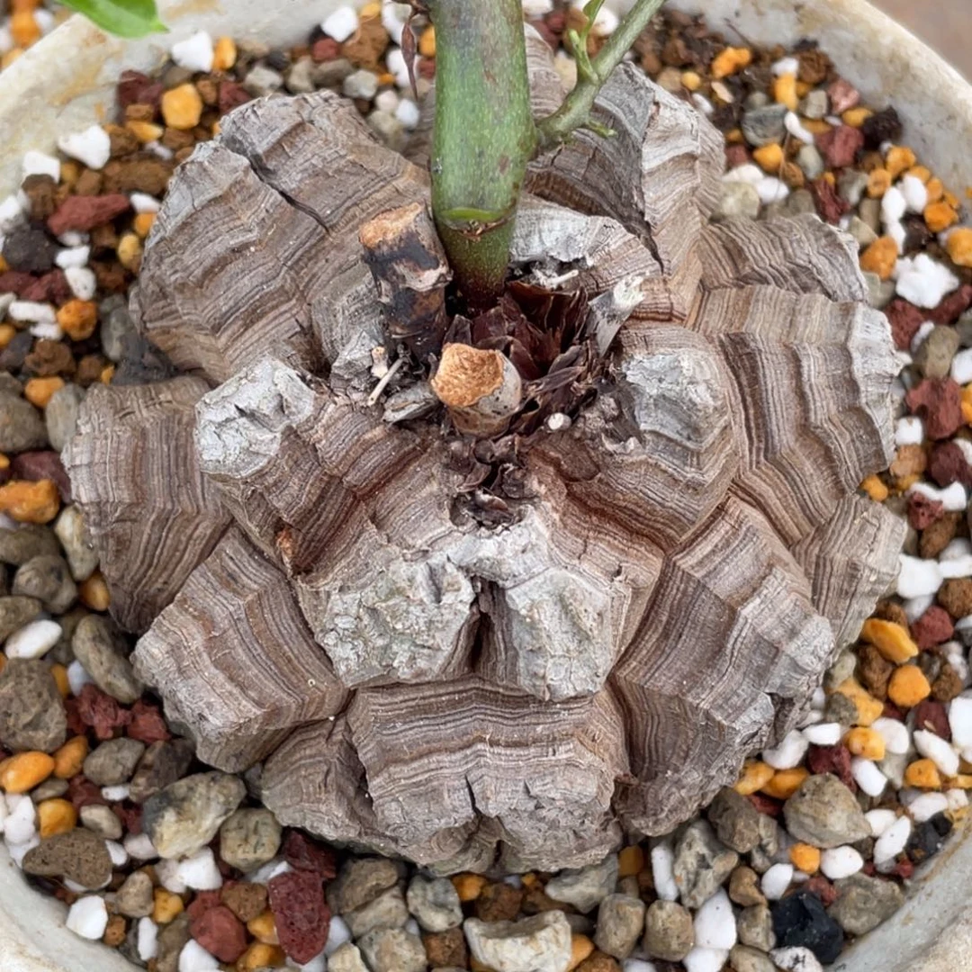 剑甲，龟甲龙，一物一拍