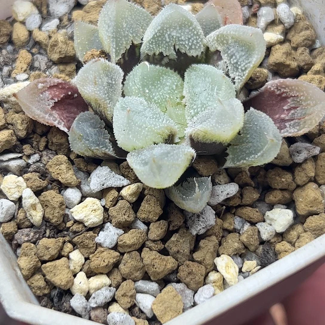 白帝城变异十二卷多肉植物