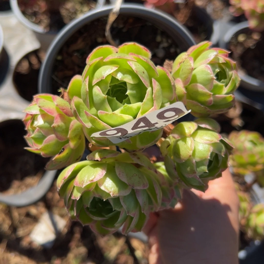 多肉植物949无售后