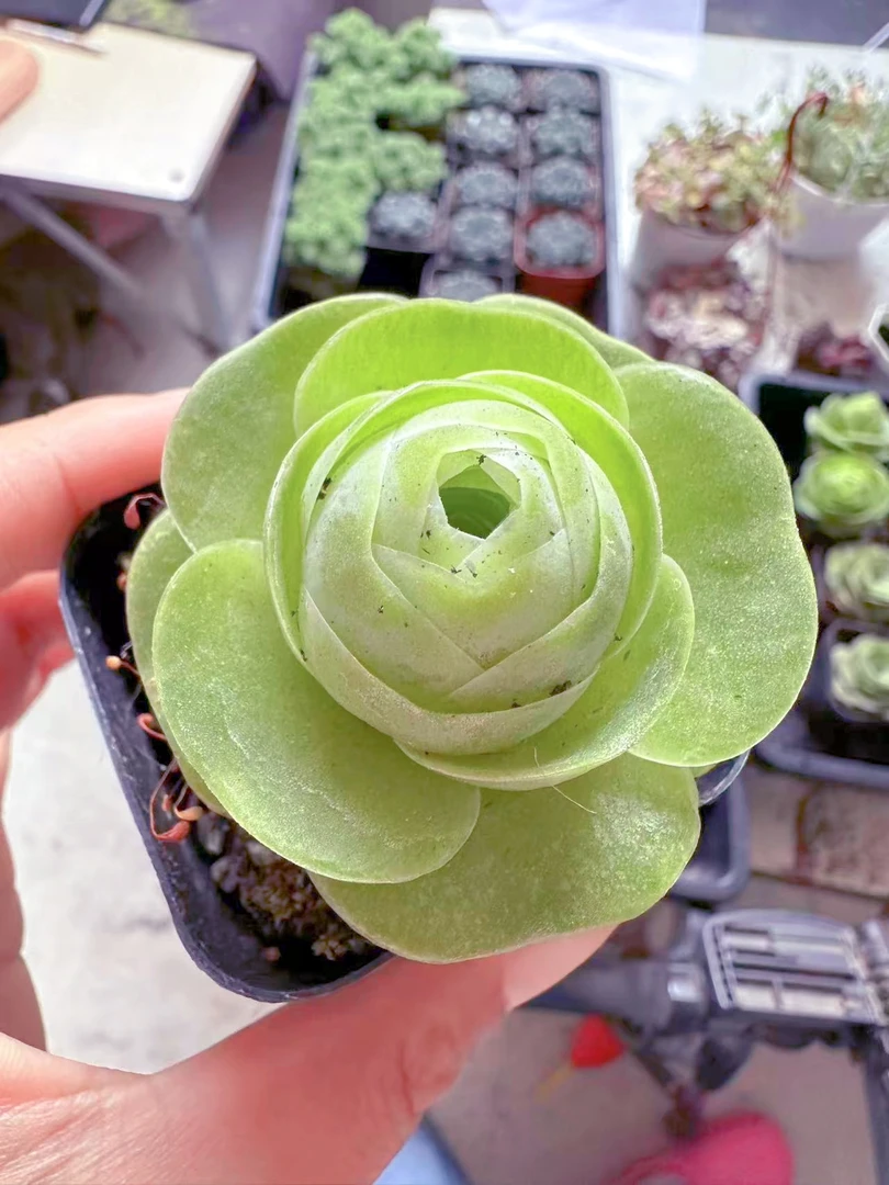 鸡蛋玫瑰多肉植物（满9.9元包邮发货）