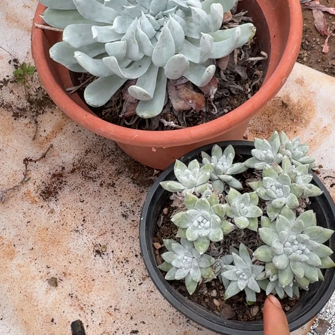 2颗仙女杯多肉。杂交