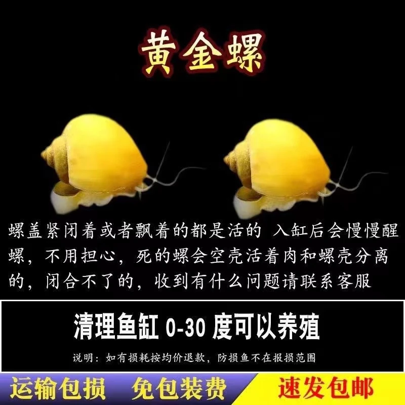 黄金螺 清洁螺 除藻螺 迷你观赏螺 清洁鱼缸残渣苹果螺