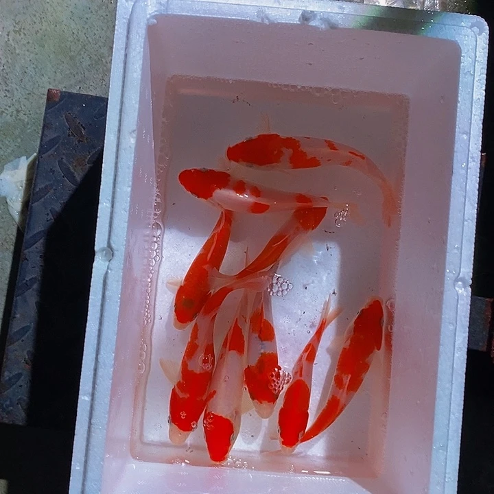 锦鲤锦鲤活鱼开箱包活