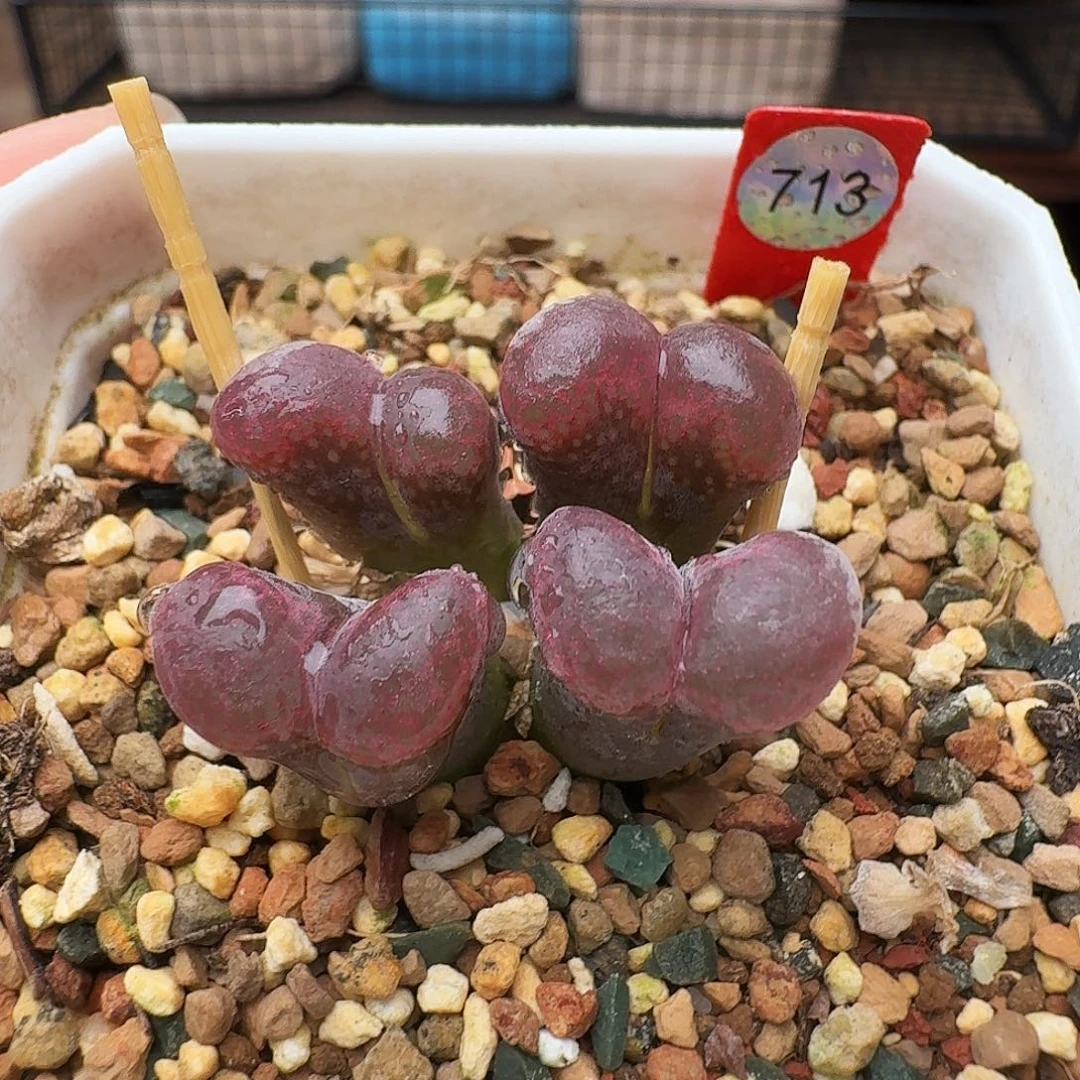 多肉植物福利风铃713