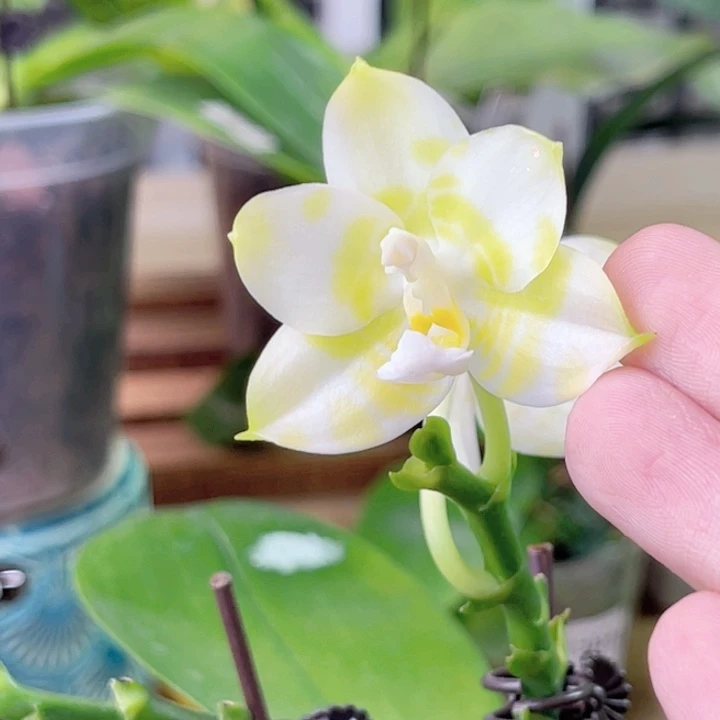 完全开放弥陀-俺是大老虎-1946