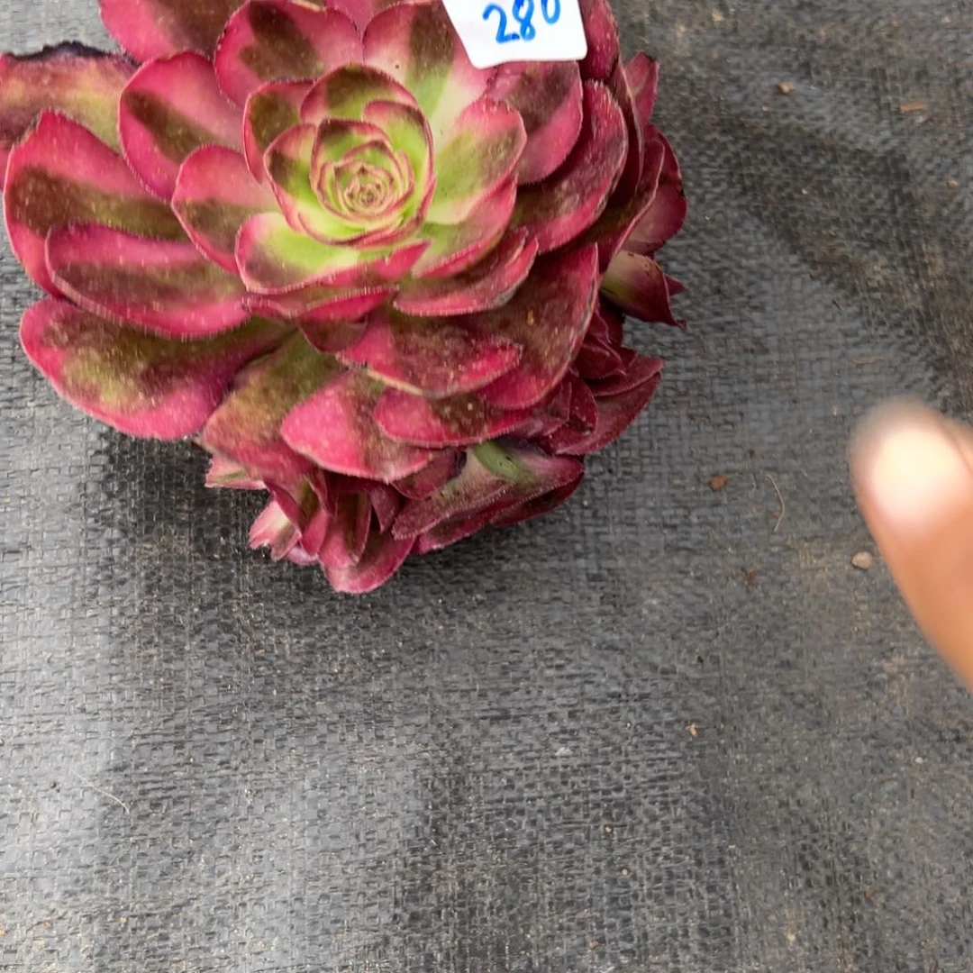 280鸿运无根多肉多肉多肉