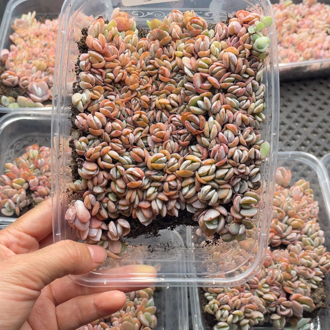 云糖心多肉植物590