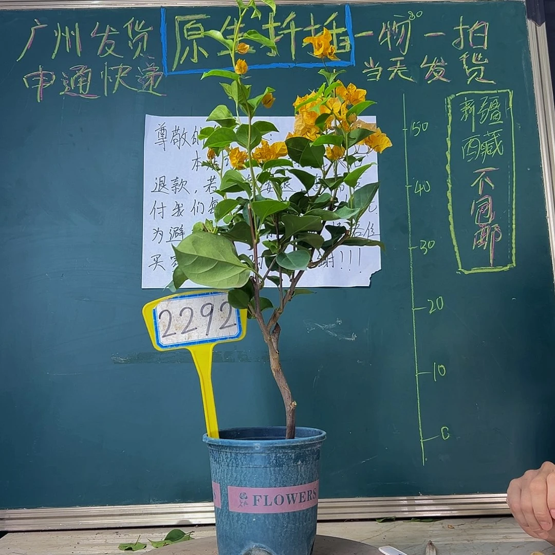 当前无花栽培后可以开花  加州黄金  2292