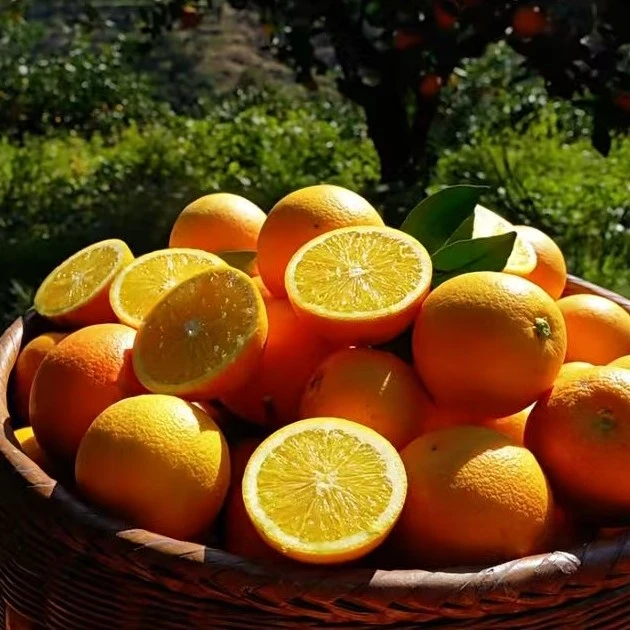 老品种一号冰糖橙麻阳冰糖橙香甜可口60起步中大果混装发货