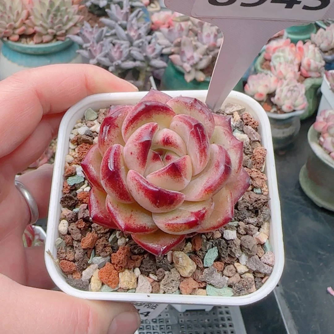 多肉8945…………………………