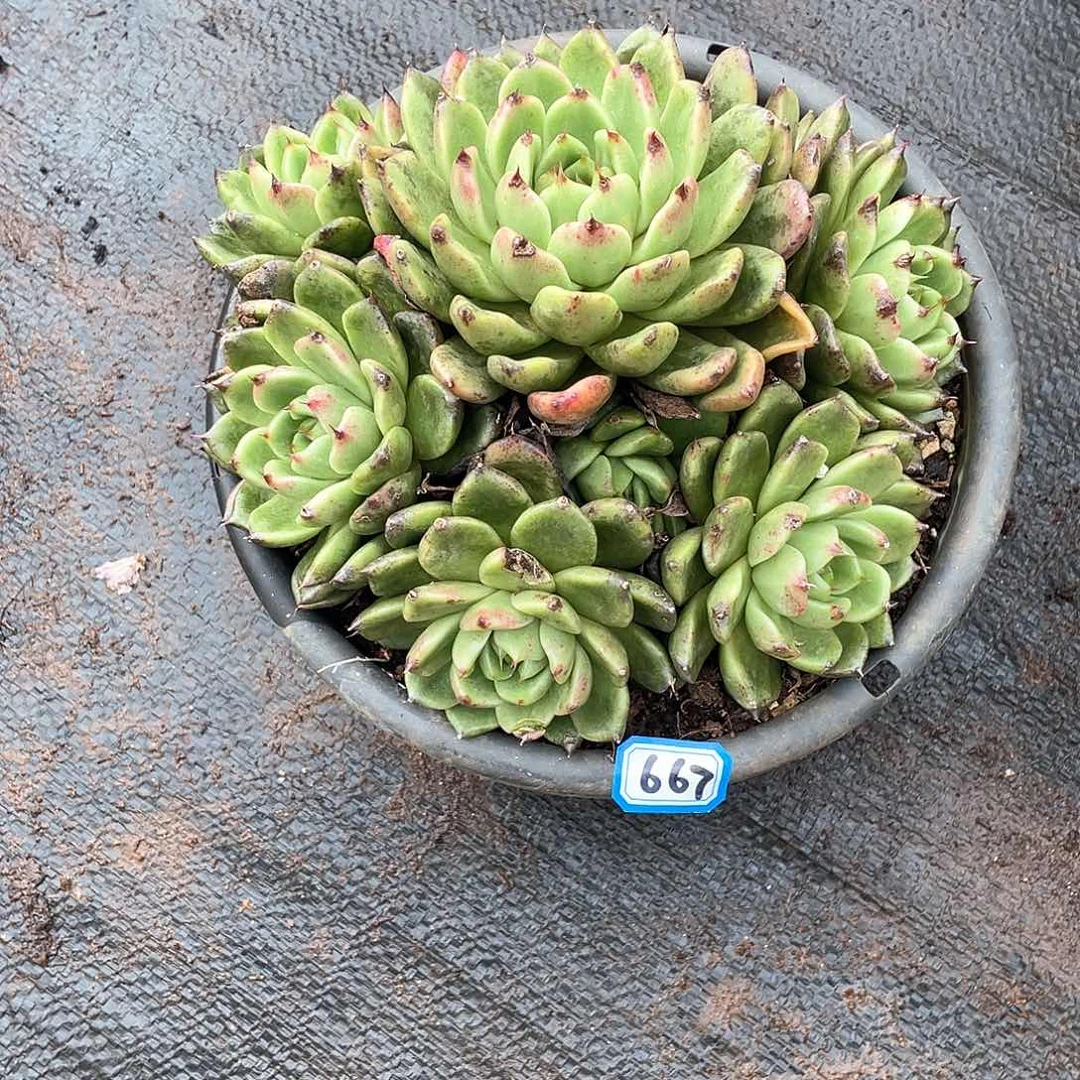 667黑水晶一物一拍多肉