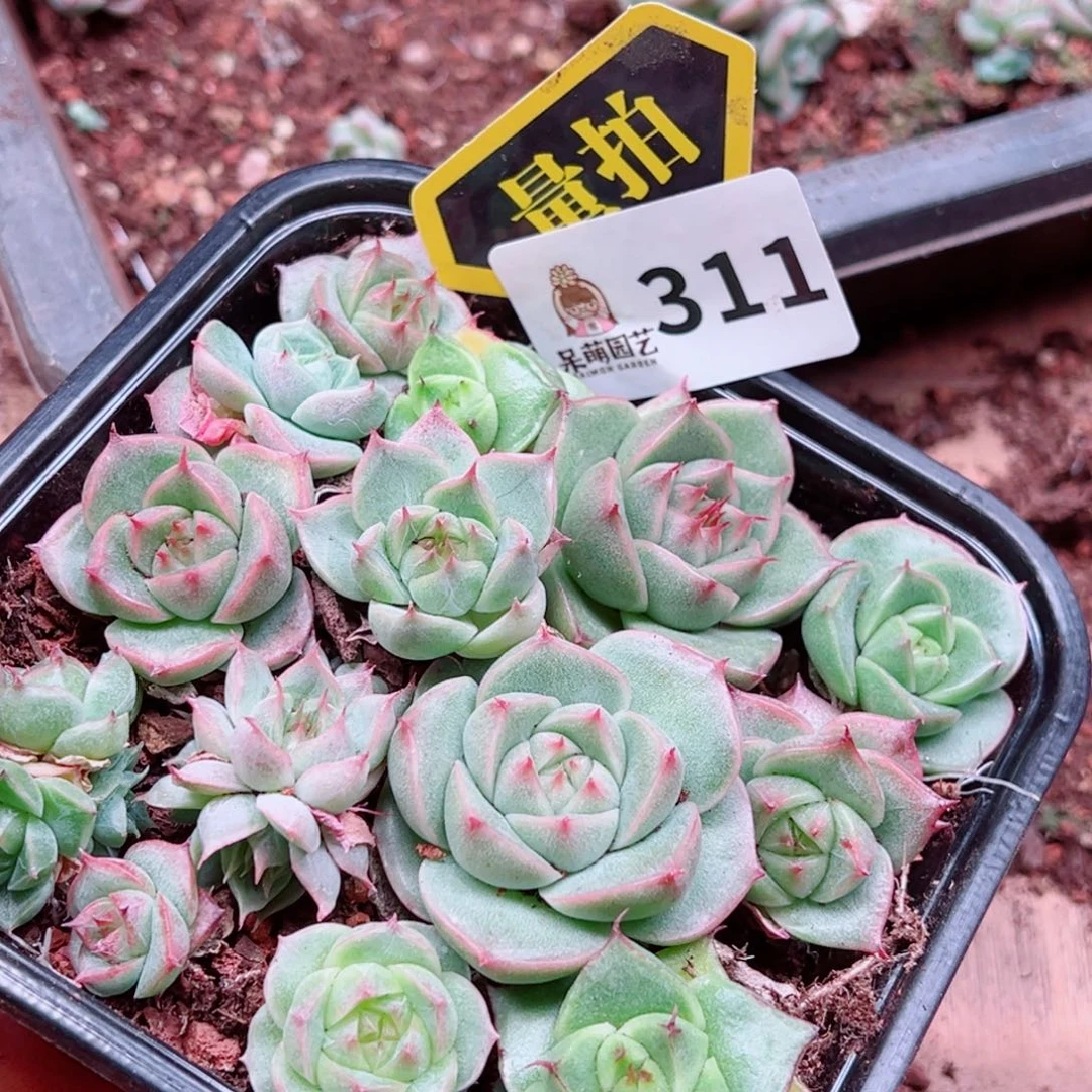 当前无花朵，栽培后可花朵