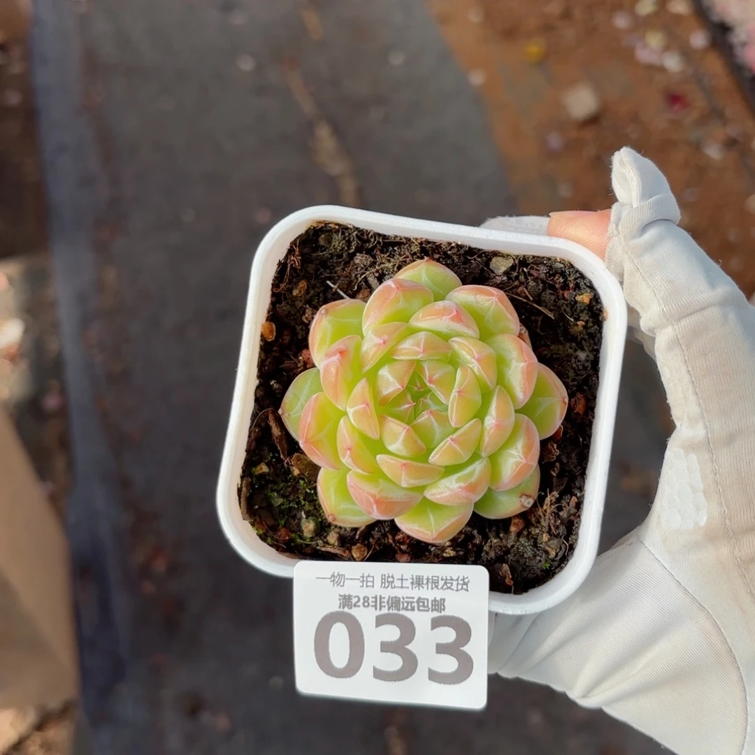 雪花珍妮带桩无盆土发货